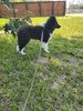 Davy_16wks_20230701_152605.jpg
