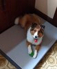 TeddyNewBed.jpg