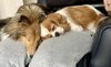 upload_2024-2-3_9-37-12.jpeg