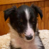 FERGY @ 6 wks..jpg