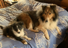 Laddie & FERGY 2-25-24 #1 copy.png