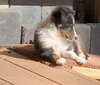 Fergy sun bathing copy.jpg