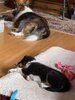 Laddie & FERGY napping copy.jpg