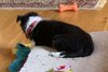 Fergy with collar.jpg