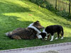 Laddie & FERGY 4:24:24 copy.jpg