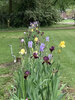 Iris Bed 05:04:2024 copy.jpg