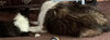 Laddie and FERGY #2 for 5:4:24 copy.jpg