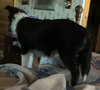 FERGY @ 5 months copy.jpg