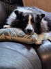 Jocu pillow.jpg
