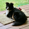 Fergy on the porch 6 1:2 months.png