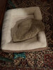 FERGY's cushy bed.jpg