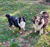 FERGY & Laddie digital painting.jpg