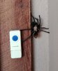 tarantula2.jpg tarantula2.jpg