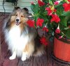 Garden Assistant (2).JPG