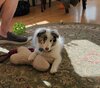 Pip_bone.jpg Pip_bone.jpg