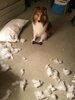 Pillow.jpg Pillow.jpg