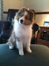 Ruffles 13 wks.JPG