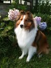 Ruffy Flowers.JPG