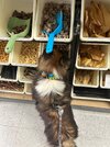 IMG_1700.jpeg