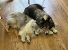 Meadow and Eli cuddle.jpg