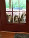 Dogs at Door.jpeg