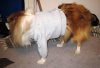 Deska in cardi.jpg