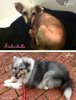 tinkerbelle-beforeandafter.jpg