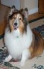 Groomed Daisy 003.jpg