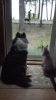 Olive and Brando 7.2012.jpg
