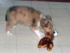Lerwick_8wks_6.jpg