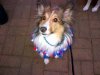 Bentley_RWB collar.jpg