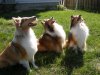 ColumbusShelties01.jpg