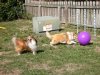 ColumbusShelties02.jpg
