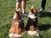 ColumbusShelties03.jpg
