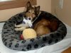 Sock Thief caught red handed!.jpg