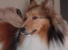 I'm too sexy for my fur.jpg