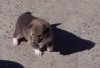 Tully the wombat.jpg