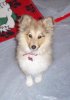 Tully the toy 4mth.jpg