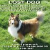 lost sheltie.jpg