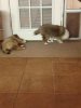 dogflap.jpg