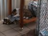 Puppy Storage - 6 Wks.jpg