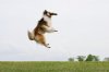 L Frisbee.jpg
