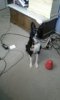 Jasmine 06222014.jpg