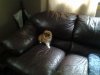 Baker on couch 9 weeks 5 days.jpg