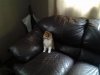 Baker on couch-2 9 weeks 5 days.jpg