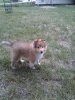 Baker at 11 weeks.jpg