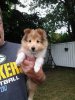 Baker at 11 weeks again.jpg