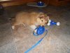 11 week birthday toys 2.jpg