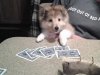August 1 playing cribbage.jpg