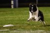 Missy_Frisbee_7_zoom.jpg